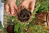 Cutting excess plant roots