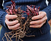 Division of Rumex acetosa (garden sorrel) in a kitchen garden