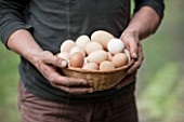Harvest of eggs in a garden