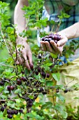 Harvest of Gooseberry Captivator in a kitchen garden