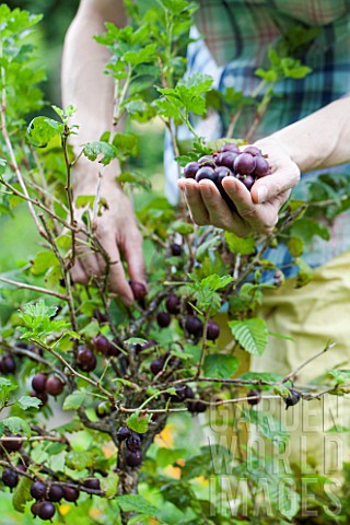 Harvest_of_Gooseberry_Captivator_in_a_kitchen_garden