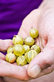 Harvest of gooseberries in a kitchen garden