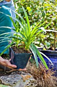 Planting Agapanthus umbellatus (Nile Lily) in a garden