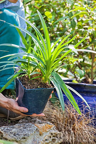 Planting_Agapanthus_umbellatus_Nile_Lily_in_a_garden