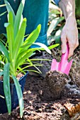 Planting Agapanthus umbellatus (Nile Lily) in a garden