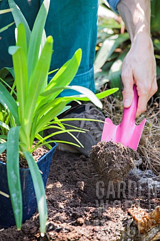 Planting_Agapanthus_umbellatus_Nile_Lily_in_a_garden