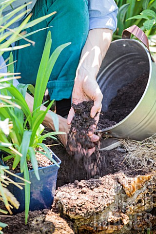 Planting_Agapanthus_umbellatus_Nile_Lily_in_a_garden