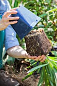 Planting Agapanthus umbellatus (Nile Lily) in a garden