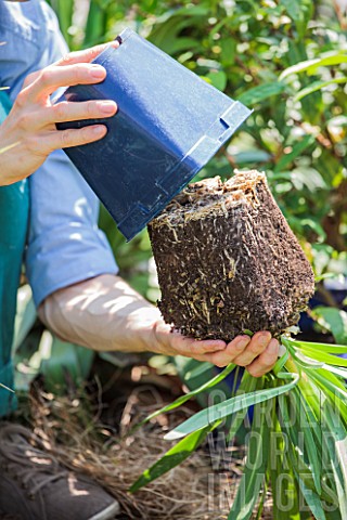 Planting_Agapanthus_umbellatus_Nile_Lily_in_a_garden