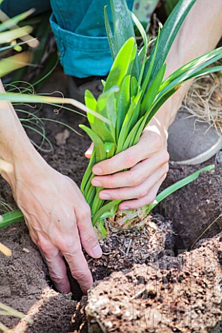 Planting_Agapanthus_umbellatus_Nile_Lily_in_a_garden