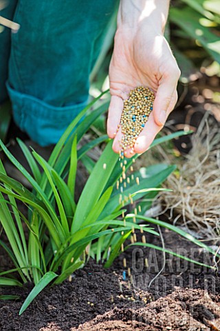 Planting_Agapanthus_umbellatus_Nile_Lily_in_a_garden