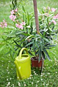 Plantation of an Oleander in a garden