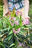 Plantation of an Oleander in a garden