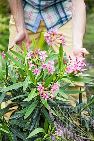 Plantation_of_an_Oleander_in_a_garden