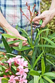 Pruning of faded flowers of an Oleander in a garden