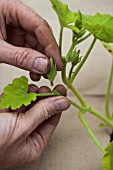 Pruning of squash (male flowers)