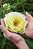 Paeonia Bartzella flower in the hands of a woman