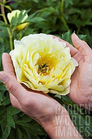 Paeonia_Bartzella_flower_in_the_hands_of_a_woman