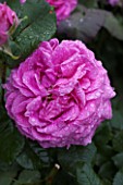 Rosa Isaac Pereire under the rain in a garden