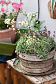 Saxifraga in bloom in a garden