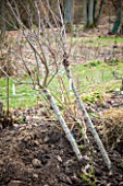 Young plum trees to be planted in a garden