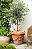 Olive tree in pot on a garden terrace