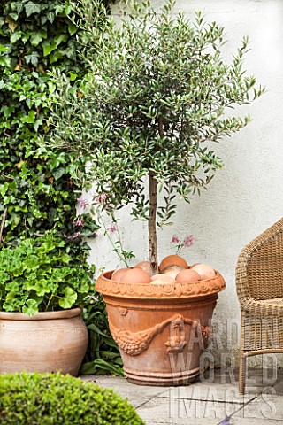 Olive_tree_in_pot_on_a_garden_terrace