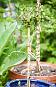 Growing of strandard young common box in pot