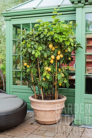 Large_fruiting_Lemon_tree_on_patio_in_container_Garden_Manfred_Siegwarth