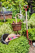 Garden tools and hat on a Buxus (common box)in a garden