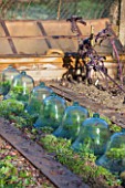 Cloches on a kitchen garden in winter