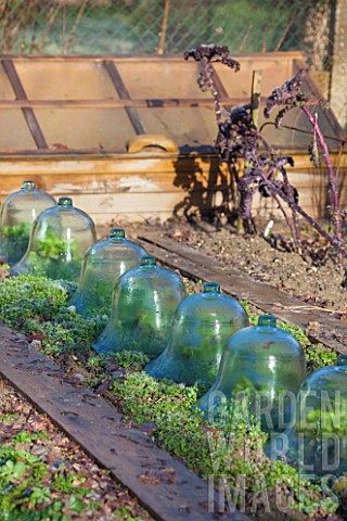 Cloches_on_a_kitchen_garden_in_winter