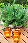 Rosemary in pot on a table garden