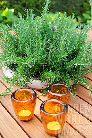 Rosemary_in_pot_on_a_table_garden