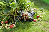 Strawberries cultivated in growbag in a garden