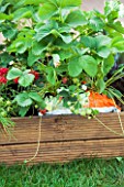 Strawberries cultivated in growbag in a garden