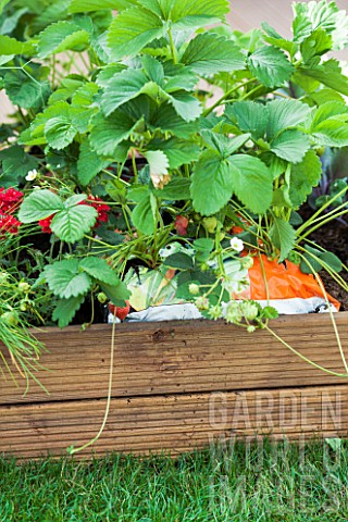 Strawberries_cultivated_in_growbag_in_a_garden
