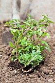 Chrysanthemum planting in a garden