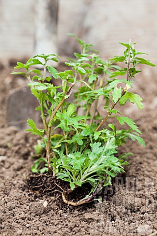 Chrysanthemum_planting_in_a_garden