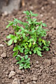 Chrysanthemum planting in a garden