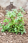 Chrysanthemum planting in a garden