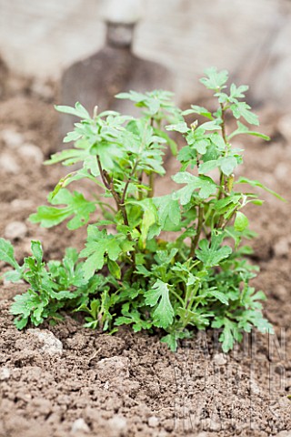 Chrysanthemum_planting_in_a_garden