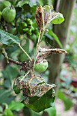 Apple Ermine (Yponomeuta malinellus)