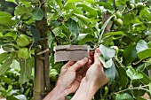 Green lacewings trap in an apple tree