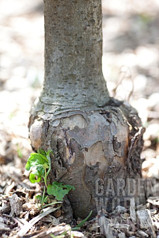 Grafting_point_on_an_apple_tree_in_a_garden