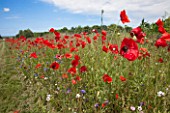 Poppies in a field