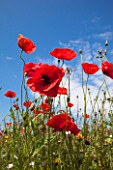 Poppies in a field
