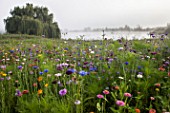 Flower meadow