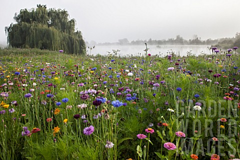Flower_meadow
