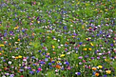 Flower meadow